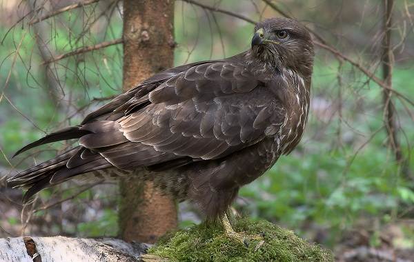 Хищные-птицы-Названия-описание-классификация-и-фото-хищных-птиц-9