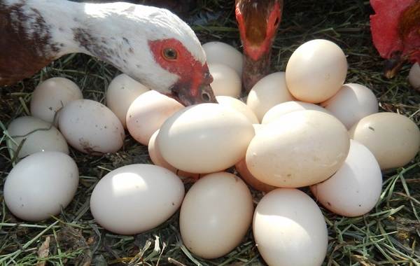 Индо-птицы-описание-особенности-вида-уход-и-содержание-inoutok-8