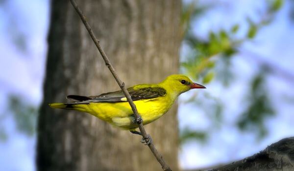 Фото: Перелетная птица иволга