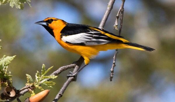 Фото: Птица иволга