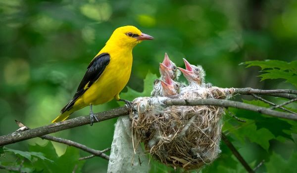 Фото: Птенцы иволги