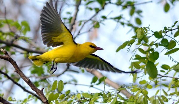 Фото: Иволга в полете