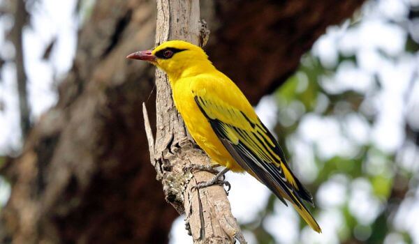 Фото: Птица иволга