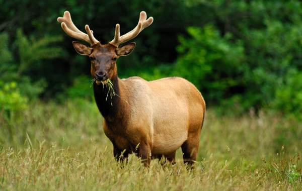 Олень-животное-описание-особенности-виды-образ жизни-и-среда обитания-9