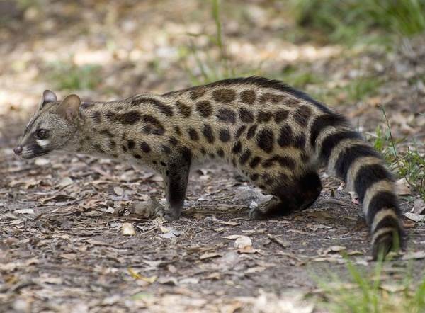 Как сохранить дома ген-внешний вид-описание-и-функции-2