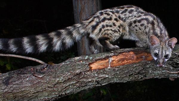 Как-держать-в-доме-ген-внешний-описание-и-функции-3