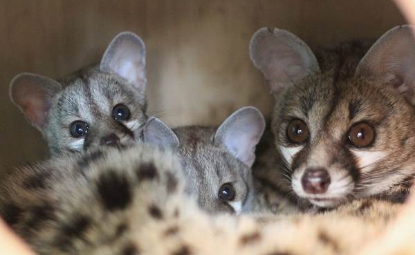 Как-держать-дома-ген-внешность-описание-и-функции-4