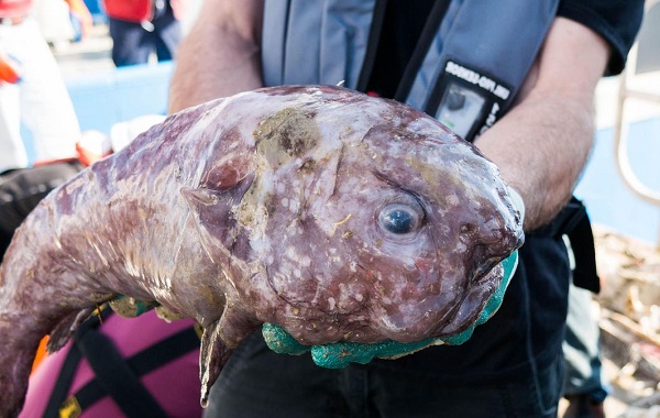 Drop-fish-Description-features-life-and-habitat-fish-drops-8