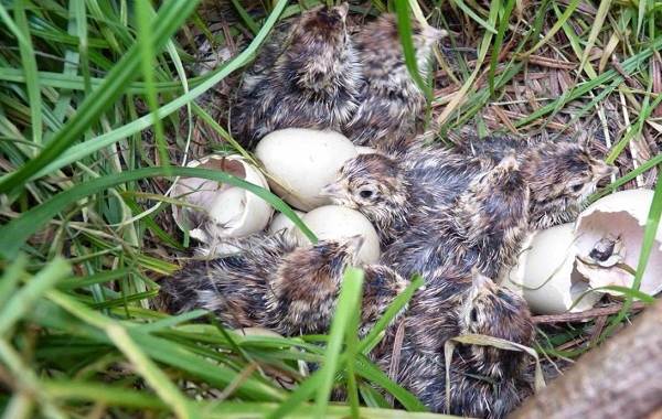 Кеклик-птица-Описание-особенности-виды-образ-жизни-и-среда-обитания-кеклика-13