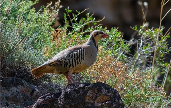 Кеклик-птица-Описание-особенности-виды-образ-жизни-и-среда-обитания-кеклика-5