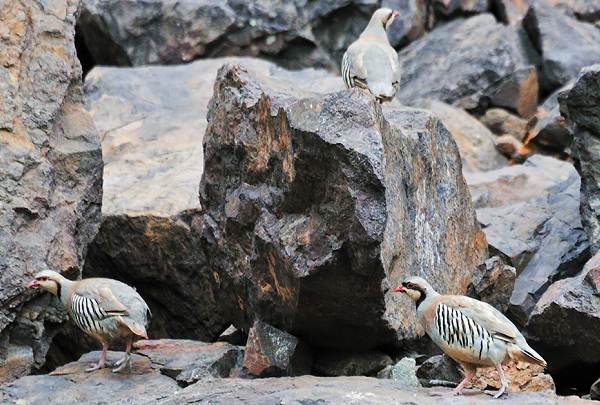 Кеклик-птица-Описание-особенности-виды-образ-жизни-и-среда-обитания-кеклика-8