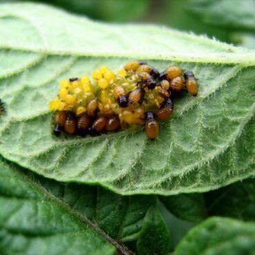 Личинки колорадских жуков
