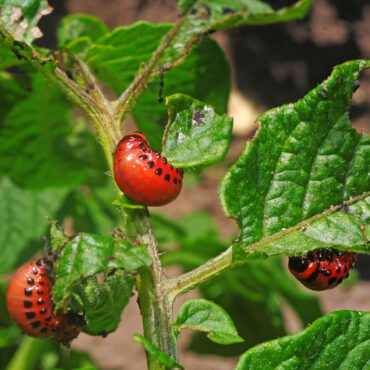 Колорадский жук на картофеле