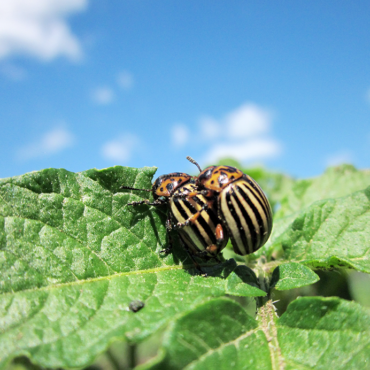 Размножение колорадских жуков