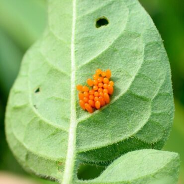Яйца колорадского жука
