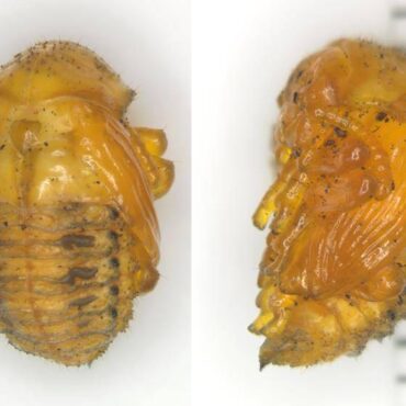 Куколка колорадского жука