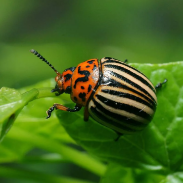 Стадии развития колорадского жука