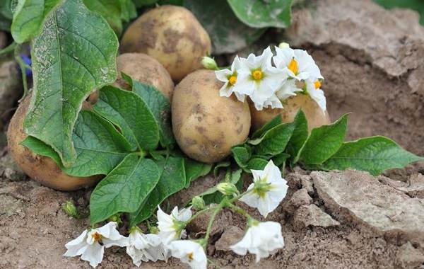 Колорадский жук-насекомое-описание-особенности-образа жизни и среды обитания-15