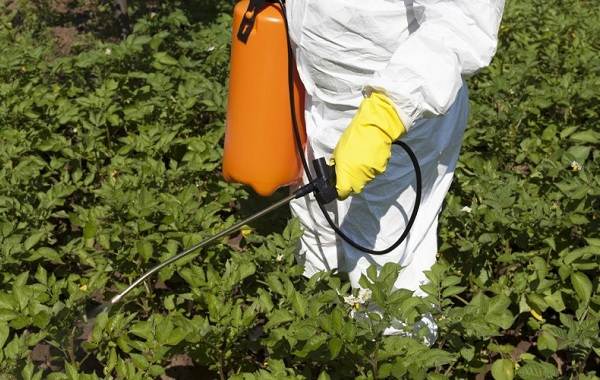 Колорадский жук-насекомое-описание-особенности-образа жизни-и-среды обитания-17