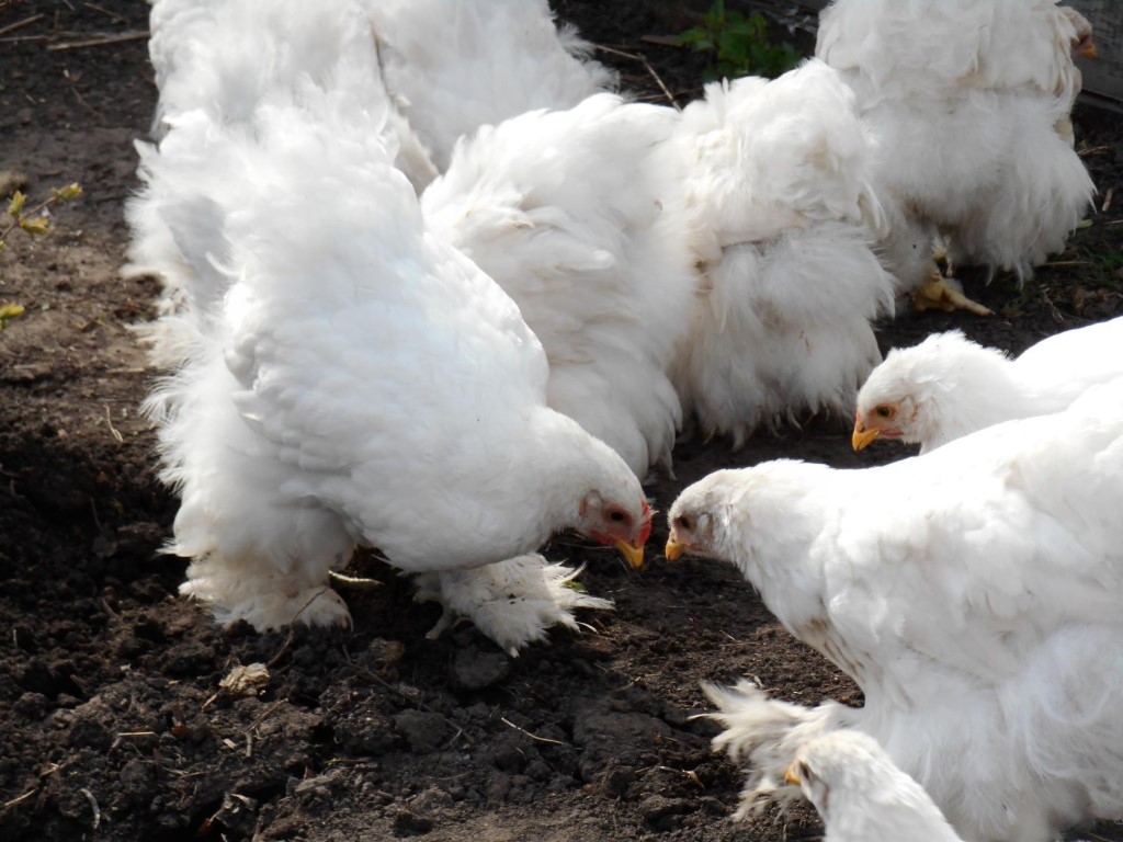 кохинхины белого цвета