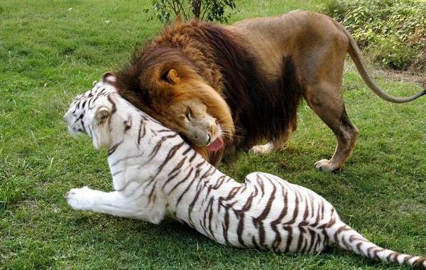 Лигр-животное-Описание-особенности-образ-жизни-и-среда-обитания-лигра-12