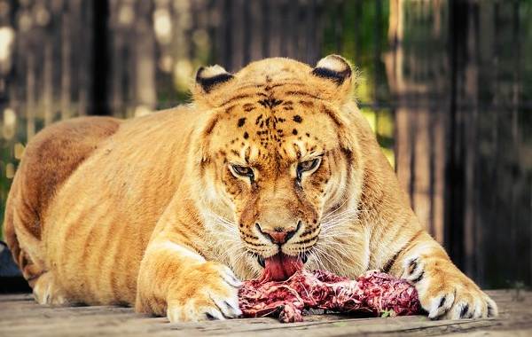 Лигр-животное-Описание-особенности-образ-жизни-и-среда-обитания-лигра-6