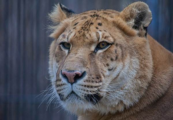Лигр-животное-Описание-особенности-образ-жизни-и-среда-обитания-лигра-7