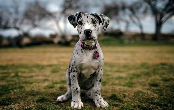 Немецкий дог-собака-описание-особенности-типы-характер-и-фото-великая-собака-14