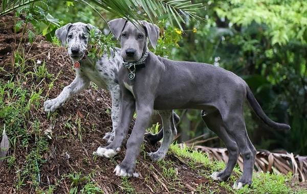 Немецкий дог-собака-описание-особенности-типы-характер-и-изображение-великая-собака-9