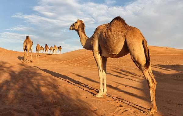 Одногорбый-верблюд-Описание-особенности-образа-жизни-и-среда-обитания-животного-3