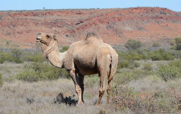 Одногорбый-верблюд-Описание-особенности-образа-жизни-и-среда-обитания-животного-5