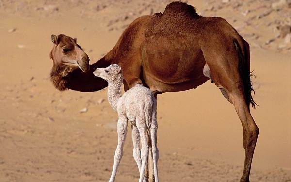 Одногорбый-верблюд-Описание-особенности-образа-жизни-и-среда-обитания-животного-7
