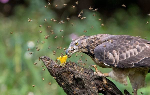 Осоед-птица-Описание-особенности-виды-образ-жизни-и-среда-обитания-осоеда-10