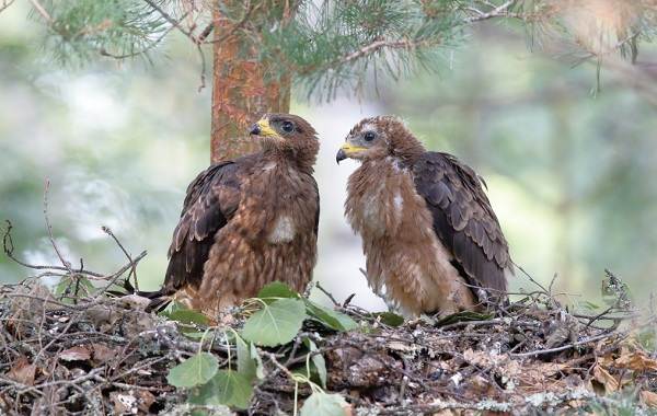 Осоед-птица-Описание-особенности-виды-образ-жизни-и-среда-обитания-осоеда-13