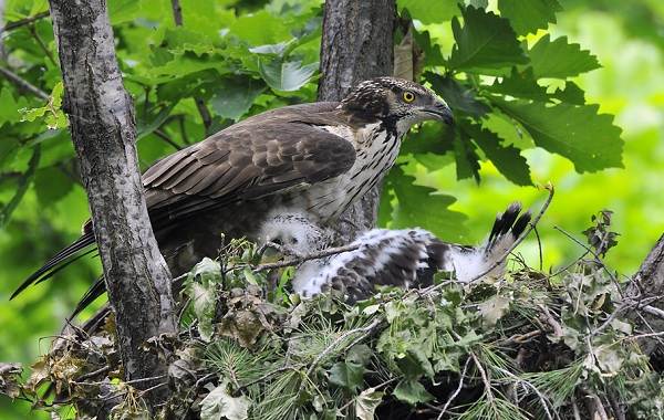 Осоед-птица-Описание-особенности-виды-образ-жизни-и-среда-обитания-осоеда-9