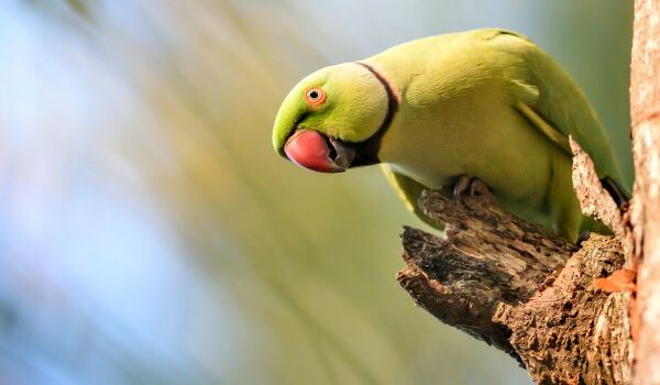 Фото: Ожереловый попугай