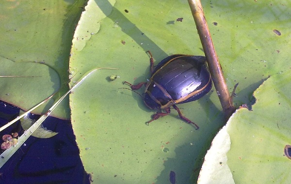 Плавающий жук-насекомое-Описание-особенности-виды-образ жизни-и-среда обитания-14