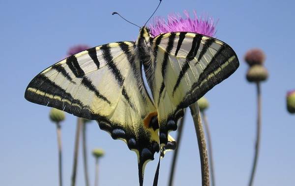 Подалирий-бабочка-насекомое-Описание-особенности-виды-и-образ-жизни-бабочки-подалирий-1