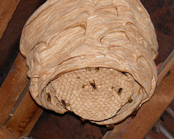 Имбирное печенье