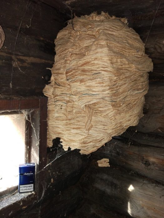 Осиное гнездо