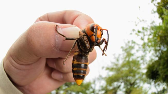 Рогатый китаец