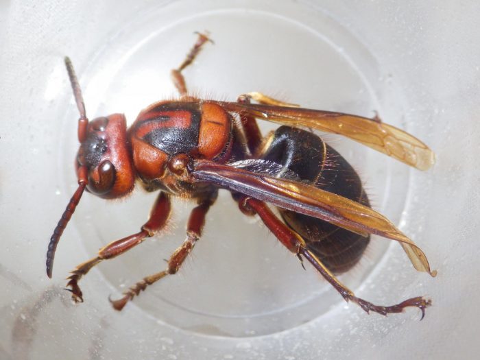 Черный рогатый