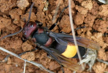 Тропический шершень