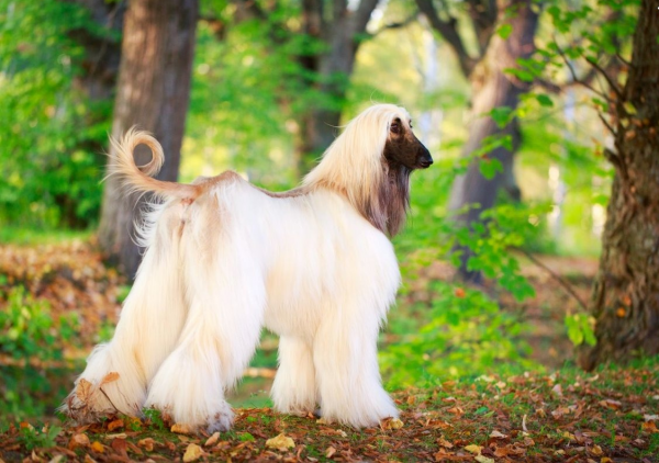 Внешность афгана