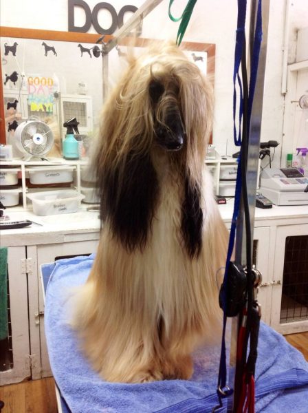 Уход за шерстью афгана