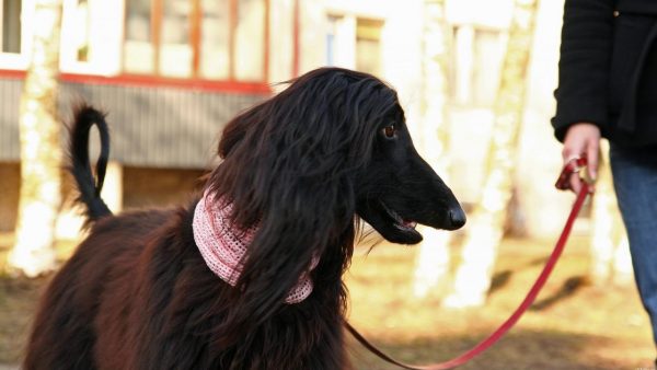 Афган на прогулке