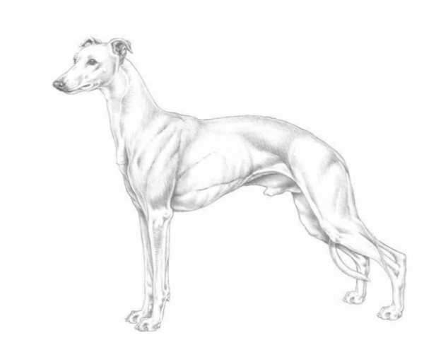 Собака породы уиппет