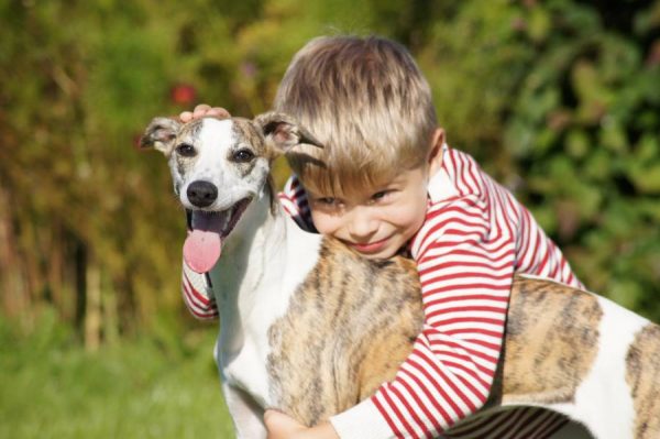 Уиппет с ребёнком