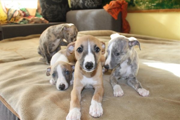 Щенки уиппета