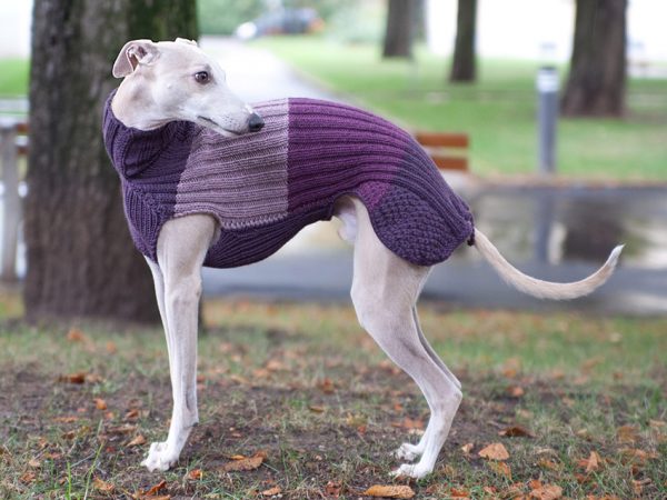 Уиппет в свитере